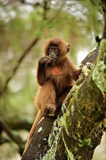 Gelada: Gelada / Gelada Baboon - baby - eating lichen Simien