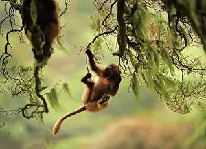 Theropithecus: Gelada / Gelada Baboon - baby playing Simien Mountains