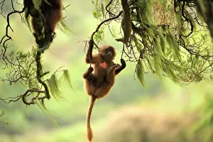 Theropithecus: Gelada / Gelada Baboon - baby playing Simien Mountains