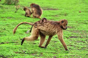 Simien: Gelada / Gelada Baboon - with baby Simien Mountains
