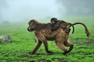 Simien: Gelada / Gelada Baboon - with baby Simien Mountains