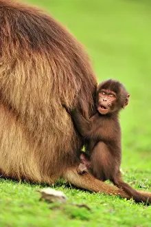 Gelada: Gelada / Gelada Baboon - with baby Simien Mountains
