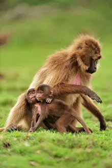 Gelada: Gelada / Gelada Baboon - with baby Simien Mountains