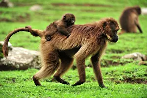 Gelada: Gelada / Gelada Baboon - with baby Simien Mountains