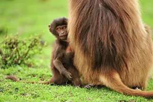 Gelada: Gelada / Gelada Baboon - with baby Simien Mountains
