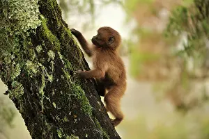 Theropithecus: Gelada / Gelada Baboon - baby Simien Mountains National