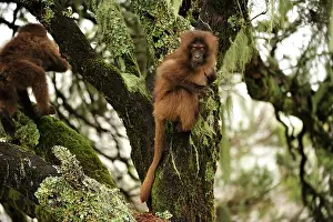 Theropithecus: Gelada / Gelada Baboon - baby Simien Mountains National