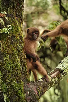 Theropithecus: Gelada / Gelada Baboon - baby Simien Mountains National