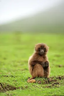 Gelada: Gelada / Gelada Baboon - baby Simien Mountains National