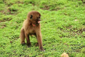 Gelada: Gelada / Gelada Baboon - baby Simien Mountains National