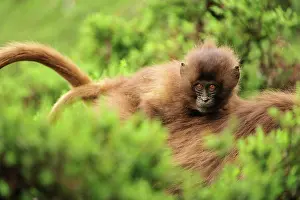 Gelada: Gelada / Gelada Baboon - baby Simien Mountains National