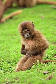 Gelada: Gelada / Gelada Baboon - baby Simien Mountains National