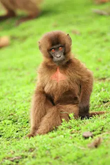 Gelada: Gelada / Gelada Baboon - baby Simien Mountains National