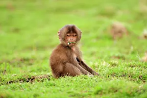 Gelada: Gelada / Gelada Baboon - baby Simien Mountains National