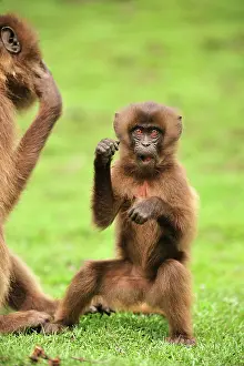 Gelada: Gelada / Gelada Baboon - baby Simien Mountains National