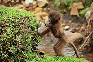 Gelada: Gelada / Gelada Baboon - baby Simien Mountains National