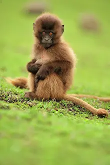 Gelada: Gelada / Gelada Baboon - baby Simien Mountains National