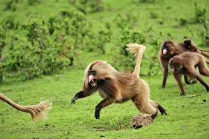 Gelada: Gelada / Gelada Baboon - displaying - fighting Simien