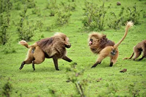 Gelada: Gelada / Gelada Baboon - displaying - fighting Simien