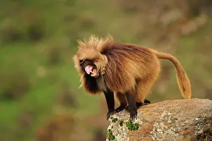 Simien: Gelada / Gelada Baboon - displaying Simien Mountains