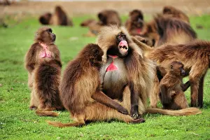 Gelada: Gelada / Gelada Baboon - displaying Simien Mountains