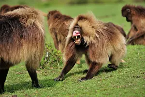 Gelada: Gelada / Gelada Baboon - displaying Simien Mountains