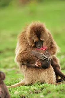 Gelada: Gelada / Gelada Baboon - grooming - with baby Simien