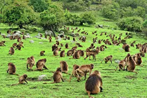 Simien: Gelada / Gelada Baboon - herd Simien Mountains National