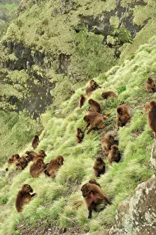 Gelada: Gelada / Gelada Baboon - herd Simien Mountains National