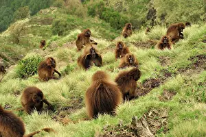 Gelada: Gelada / Gelada Baboon - herd Simien Mountains National