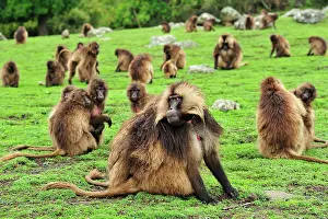 Gelada: Gelada / Gelada Baboon - herd Simien Mountains National