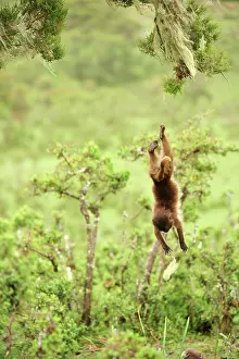 Gelada: Gelada / Gelada Baboon - jumping Simien Mountains