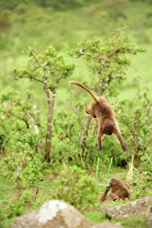 Gelada: Gelada / Gelada Baboon - jumping Simien Mountains