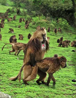 Simien: Gelada / Gelada Baboon - mating Simien Mountains