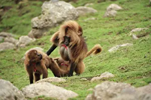 Gelada: Gelada / Gelada Baboon - mating Simien Mountains