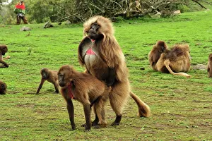 Gelada: Gelada / Gelada Baboon - mating Simien Mountains