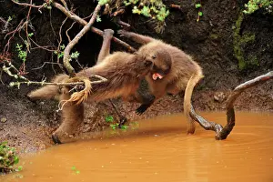 Gelada: Gelada / Gelada Baboon - playing Simien Mountains