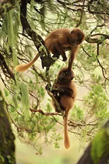 Gelada: Gelada / Gelada Baboon - playing Simien Mountains