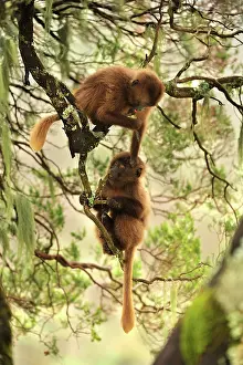 Gelada: Gelada / Gelada Baboon - playing Simien Mountains