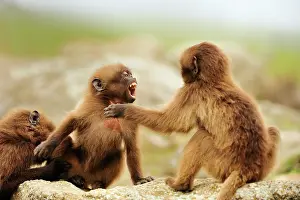 Gelada: Gelada / Gelada Baboon - playing Simien Mountains