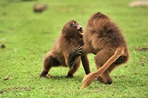Gelada: Gelada / Gelada Baboon - playing Simien Mountains
