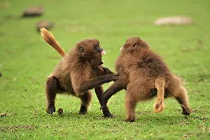 Gelada: Gelada / Gelada Baboon - playing Simien Mountains
