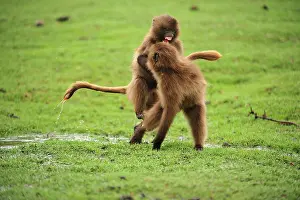 Gelada: Gelada / Gelada Baboon - playing Simien Mountains