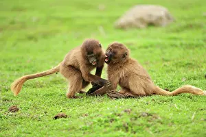 Gelada: Gelada / Gelada Baboon - playing Simien Mountains