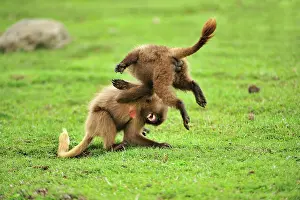 Gelada: Gelada / Gelada Baboon - playing Simien Mountains