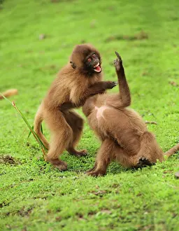 Gelada: Gelada / Gelada Baboon - playing Simien Mountains