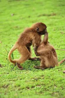Gelada: Gelada / Gelada Baboon - playing Simien Mountains