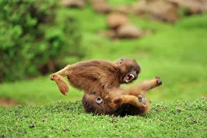 Gelada: Gelada / Gelada Baboon - playing Simien Mountains