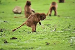 Gelada: Gelada / Gelada Baboon - playing with water Simien