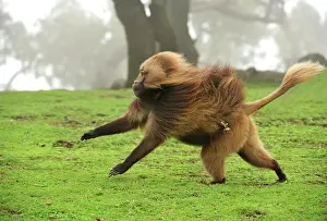 Gelada: Gelada / Gelada Baboon - running Simien Mountains